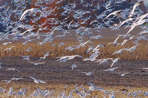 Horde Of Gulls_22914.jpg - A horde of seagulls in a feeding frenzy over a newly plowed field.Photographed near Lindsay, Ontario Canada.